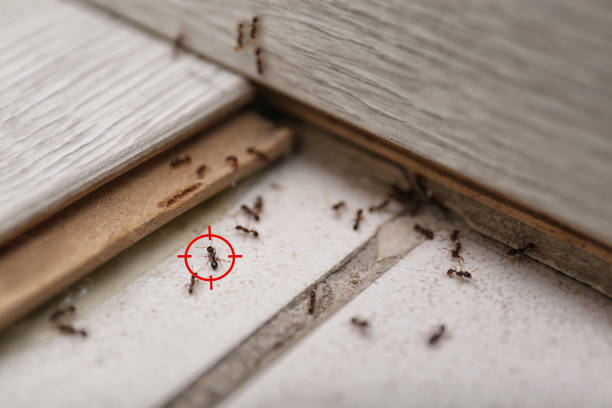 Insect Control in Ledbetter, KY