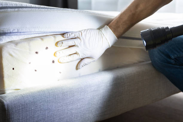 Best Affordable Pest Control Services  in Ledbetter, KY