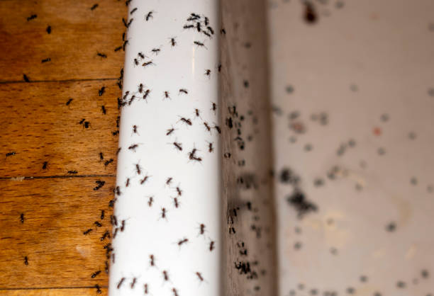 Best Emergency Pest Control  in Ledbetter, KY