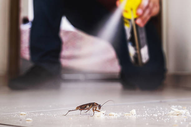 Best Affordable Pest Control Services  in Ledbetter, KY