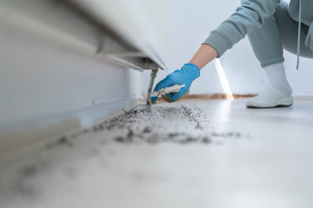 Best Flea Control Services  in Ledbetter, KY